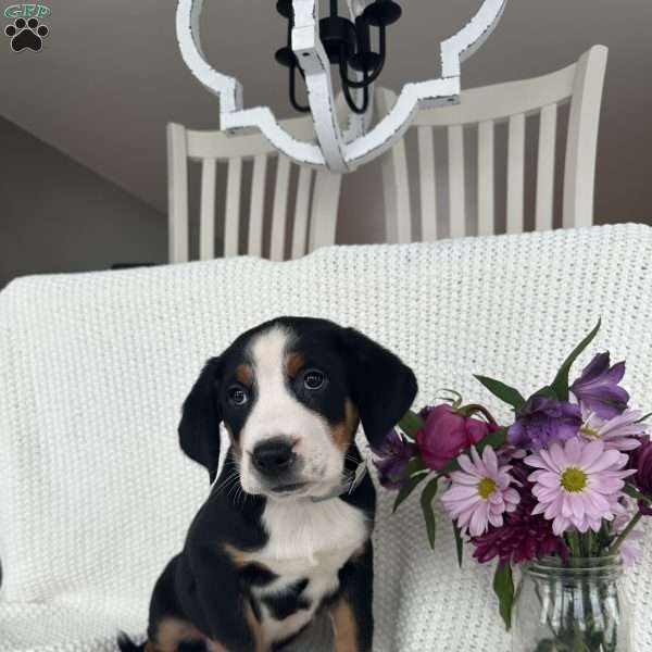 Kenny, Greater Swiss Mountain Dog Puppy